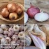 Onion, Shallot & Garlic Saver Pack -Orchard Lane Shop onion coll