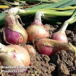 Onion Triple Pack (Spring) -Orchard Lane Shop onion keravil pink11