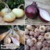 Onion, Garlic And Shallot Collection 2 Onion, Garlic And Shallot Collection -Orchard Lane Shop onion1