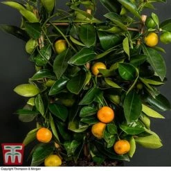 Calamondin Orange - Citrus -Orchard Lane Shop orange trellis3