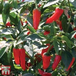 Chilli Pepper 'Apache' F1 Hybrid 9 Chilli Pepper 'Apache' F1 Hybrid -Orchard Lane Shop pepp apach3