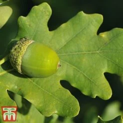 Truffle Tree - Oak 7 Truffle Tree - Oak -Orchard Lane Shop quer rob2