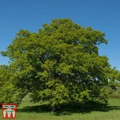 Truffle Tree - Oak 8 Truffle Tree - Oak -Orchard Lane Shop quer rob3