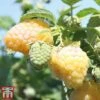 Raspberry 'Summer Lovers Garden Golden' -Orchard Lane Shop rasp gold
