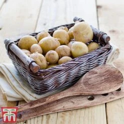 Potato 'T&M Favourites Collection' -Orchard Lane Shop rocket5