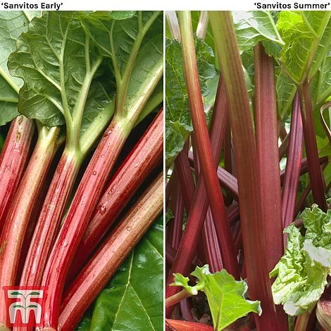 Rhubarb 'Sanvitos®' Duo 3 Rhubarb 'Sanvitos®' Duo