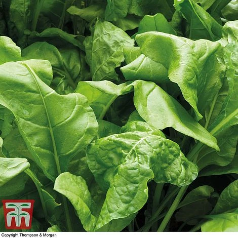 Spinach 'Perpetual' (Spinach Beet) 4 Spinach 'Perpetual' (Spinach Beet) - Image 2