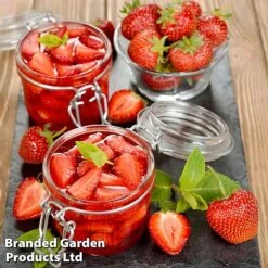 Nurserymans Choice Strawberry -Orchard Lane Shop strawberry3