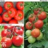 Tomato Gardeners Favourite Collection (Grafted) -Orchard Lane Shop toma gard