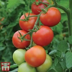 Tomato Gardeners Favourite Collection (Grafted) -Orchard Lane Shop toma gard2