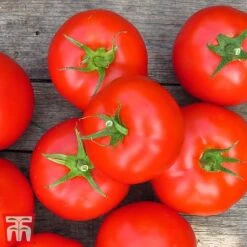 Tomato Gardeners Favourite Collection (Grafted) -Orchard Lane Shop toma gard3