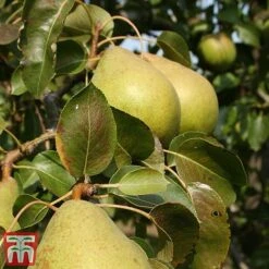 Apple & Pear Duo -Orchard Lane Shop tpear