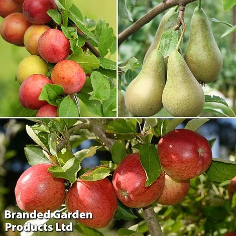 Mini Orchard Trio 3 Mini Orchard Trio