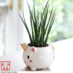 Unicorn Pot With Sanseviera 'Fernwood' Plant- Gift 7 Unicorn Pot With Sanseviera 'Fernwood' Plant- Gift -Orchard Lane Shop unicron fern2