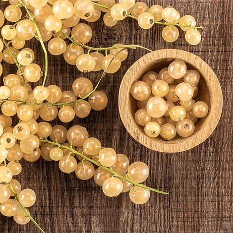 Whitecurrant 'White Versailles' (Organic) 3 Whitecurrant 'White Versailles' (Organic)