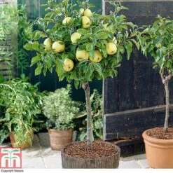 Fruit Tree Collection (Mini Fruit Tree) 13 Fruit Tree Collection (Mini Fruit Tree) -Orchard Lane Shop z APPL T10395 A