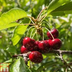 Fruit Tree Collection (Mini Fruit Tree) 11 Fruit Tree Collection (Mini Fruit Tree) -Orchard Lane Shop z CHER T10442 A