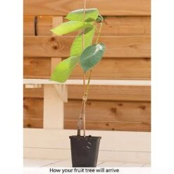 Cherry & Plum Duo (Mini Fruit Trees) -Orchard Lane Shop z CHER T10442 B h
