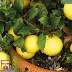 Mediterranean Fruit Collection -Orchard Lane Shop z citrus t10993 B