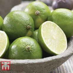 Mediterranean Fruit Collection -Orchard Lane Shop z citrus t10993 D