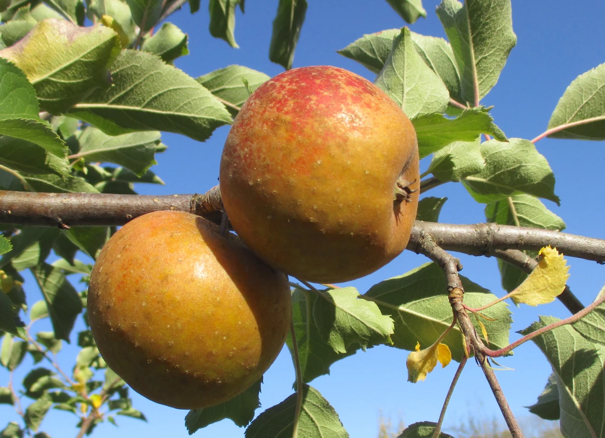 Orchard Lane Shop -Orchard Lane Shop 7203