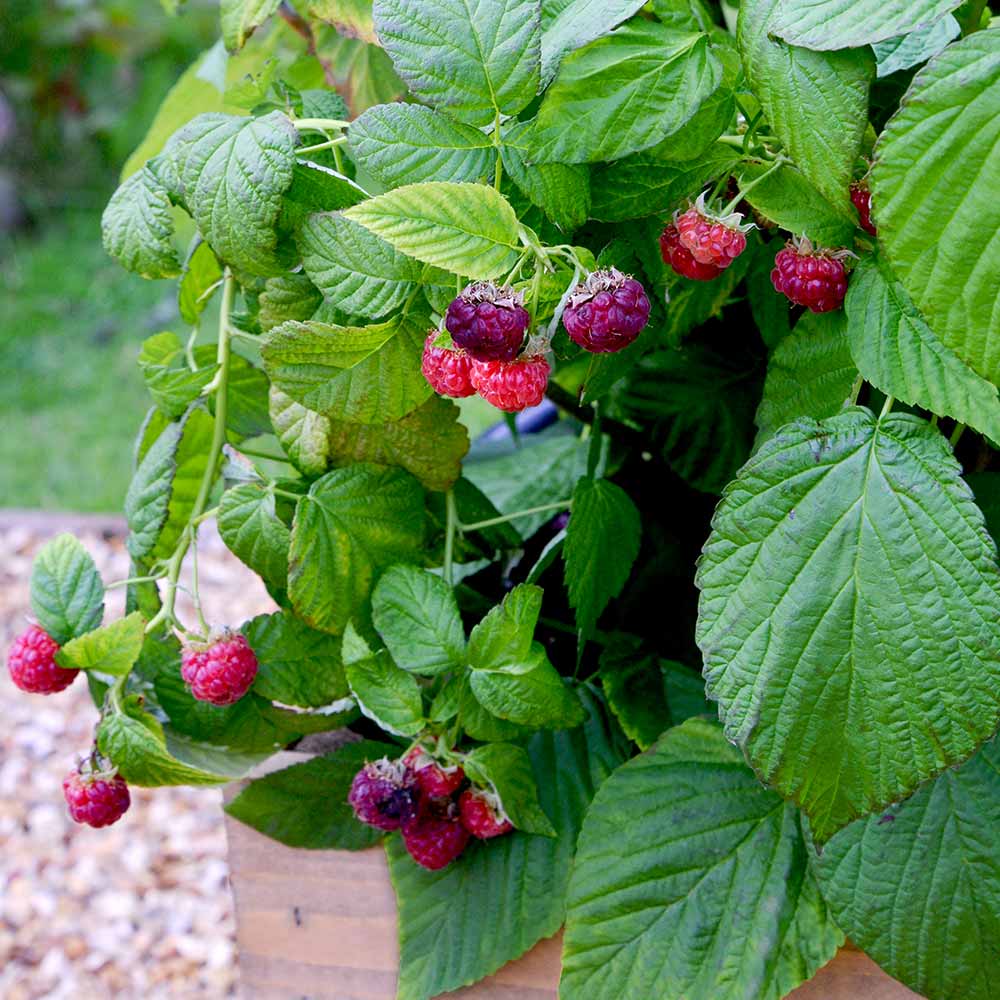 Orchard Lane Shop -Orchard Lane Shop FRRAS33148