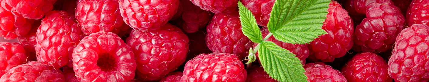 Orchard Lane Shop -Orchard Lane Shop Raspberries banner