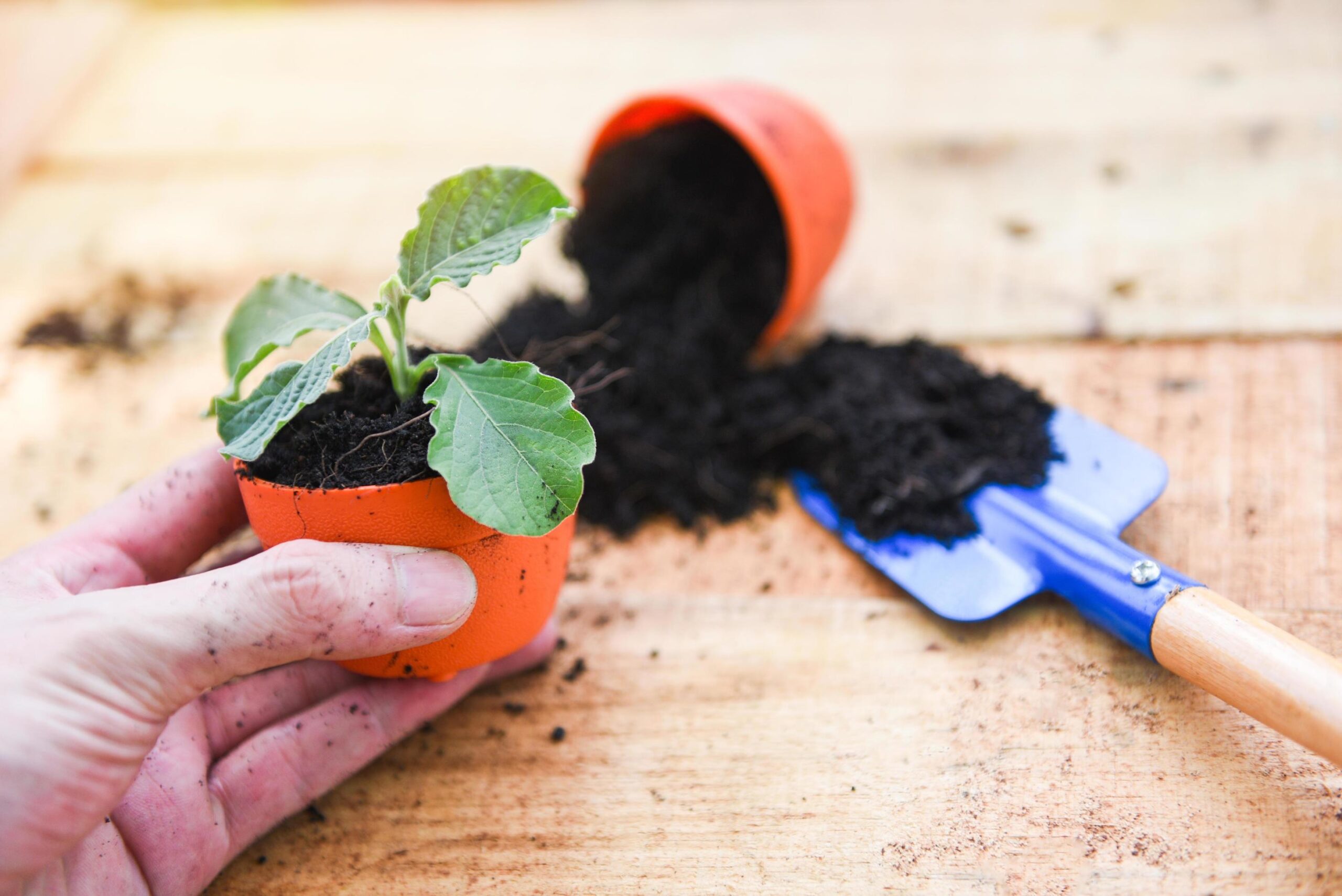 Orchard Lane Shop -Orchard Lane Shop hand planting flowers in pot with soil on wooden background works of gardening tools small plant at back yard free photo scaled