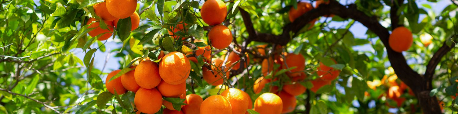 Orchard Lane Shop -Orchard Lane Shop satsuma tree profile 4801471 hero 761fb368c49f4137afb854fbbeca6a86